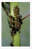 Aphids colony by Anonymous