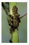 Aphids colony by Anonymous