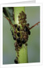 Aphids colony by Anonymous