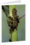 Aphids colony by Anonymous