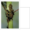 Aphids colony by Anonymous