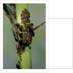 Aphids colony by Anonymous