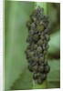 Aphids colony by Anonymous