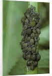 Aphids colony by Anonymous