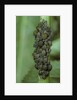 Aphids colony by Anonymous