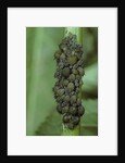 Aphids colony by Anonymous