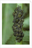 Aphids colony by Anonymous