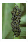 Aphids colony by Anonymous