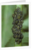 Aphids colony by Anonymous