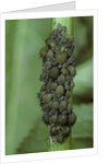 Aphids colony by Anonymous