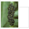 Aphids colony by Anonymous