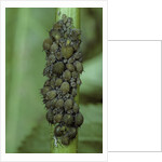 Aphids colony by Anonymous