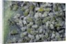 Aphids on cabbage leaf by Anonymous