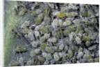 Aphids on cabbage leaf by Anonymous