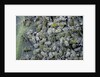 Aphids on cabbage leaf by Anonymous