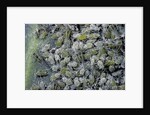 Aphids on cabbage leaf by Anonymous