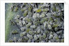 Aphids on cabbage leaf by Anonymous
