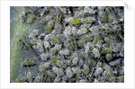 Aphids on cabbage leaf by Anonymous