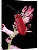 Pyrochroa serraticornis (scarlet lily beetle) by Anonymous