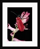 Pyrochroa serraticornis (scarlet lily beetle) by Anonymous