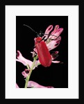 Pyrochroa serraticornis (scarlet lily beetle) by Anonymous