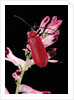 Pyrochroa serraticornis (scarlet lily beetle) by Anonymous