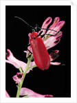 Pyrochroa serraticornis (scarlet lily beetle) by Anonymous