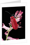 Pyrochroa serraticornis (scarlet lily beetle) by Anonymous