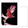 Pyrochroa serraticornis (scarlet lily beetle) by Anonymous