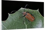 Pyrrhidium sanguineum (longhorn beetle) by Anonymous