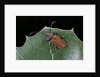 Pyrrhidium sanguineum (longhorn beetle) by Anonymous