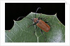 Pyrrhidium sanguineum (longhorn beetle) by Anonymous