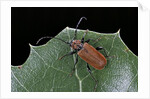 Pyrrhidium sanguineum (longhorn beetle) by Anonymous