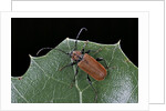 Pyrrhidium sanguineum (longhorn beetle) by Anonymous