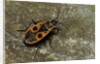 Pyrrhocoris apterus (firebug) by Anonymous