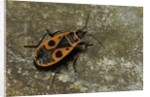 Pyrrhocoris apterus (firebug) by Anonymous