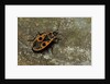 Pyrrhocoris apterus (firebug) by Anonymous