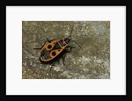 Pyrrhocoris apterus (firebug) by Anonymous