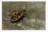 Pyrrhocoris apterus (firebug) by Anonymous