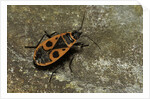 Pyrrhocoris apterus (firebug) by Anonymous