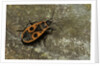 Pyrrhocoris apterus (firebug) by Anonymous