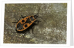 Pyrrhocoris apterus (firebug) by Anonymous