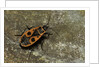 Pyrrhocoris apterus (firebug) by Anonymous