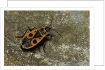 Pyrrhocoris apterus (firebug) by Anonymous