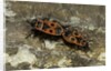Pyrrhocoris apterus (firebug) mating by Anonymous