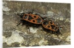 Pyrrhocoris apterus (firebug) mating by Anonymous