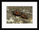 Pyrrhocoris apterus (firebug) mating by Anonymous