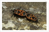 Pyrrhocoris apterus (firebug) mating by Anonymous