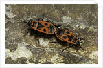 Pyrrhocoris apterus (firebug) mating by Anonymous