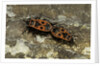 Pyrrhocoris apterus (firebug) mating by Anonymous